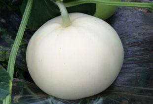 吃梨瓜胖子难受吗视频讲解  第3张