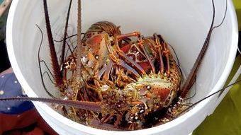 吃瓜视频大龙虾,大龙虾美食盛宴，带你领略海鲜美味