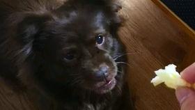 狗子吃瓜配音视频下载,萌宠搞笑瞬间，带你笑翻天！