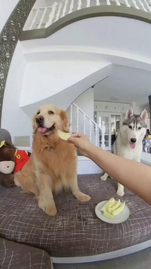 狗子吃瓜配音视频下载,萌宠搞笑瞬间，带你笑翻天！  第2张