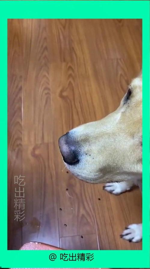 狗子吃瓜配音视频下载,萌宠搞笑瞬间，带你笑翻天！  第3张