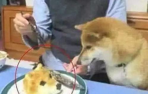 狗头君吃瓜视频播放,揭秘热门话题背后的真相