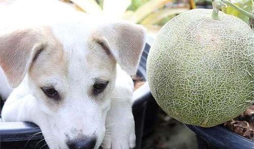 狗不可以吃哈密瓜吗视频,狗狗为何不宜食用哈密瓜  第3张