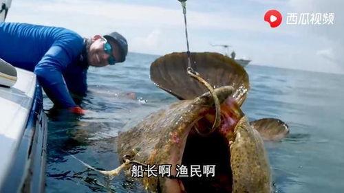 什么鱼吃瓜视频,揭秘瓜农与鱼儿的和谐共处  第2张