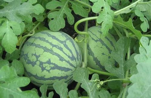 盐城最近吃瓜事件真相视频,真相视频曝光背后的真相  第3张