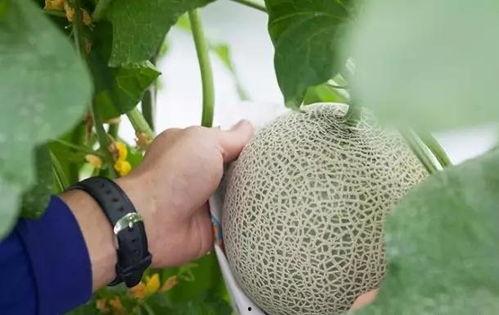 土豪吃瓜群众视频,揭秘视频背后的奢华生活  第2张