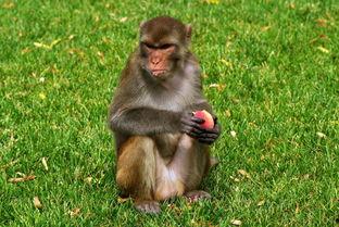 猴子吃哈密瓜桃子视频  第3张