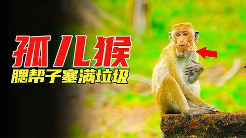 猴子吃瓜文案视频软件,猴子吃瓜，趣味横生的短视频盛宴  第2张