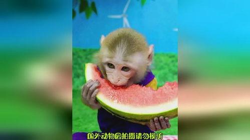 猴子吃瓜文案视频软件,猴子吃瓜，趣味横生的短视频盛宴  第3张