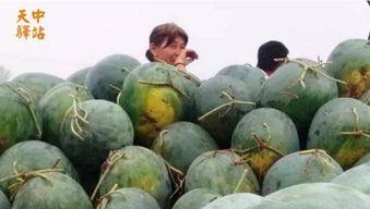 大型吃瓜现场报警视频大全,笑料百出，揭秘社会百态  第2张