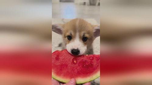 小狗可以吃荷兰瓜吗视频