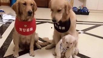 小狗可以吃荷兰瓜吗视频  第2张