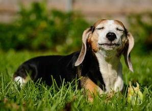 小狗可以吃荷兰瓜吗视频  第3张