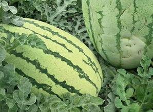 你吃瓜的样子视频大全,吃瓜群众欢乐视频大盘点