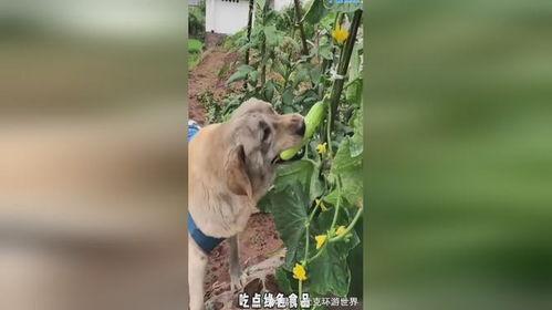 围观吃瓜小狗视频播放下载,萌宠瞬间走红网络  第2张