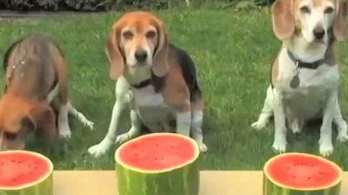 围观吃瓜小狗视频播放下载,萌宠瞬间走红网络  第3张