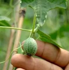 小西瓜吃瓜虫视频大全免费观看,欢乐无限  第2张