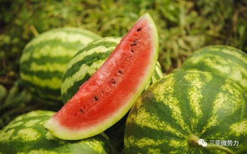 小西瓜吃瓜虫视频大全免费观看,欢乐无限  第3张