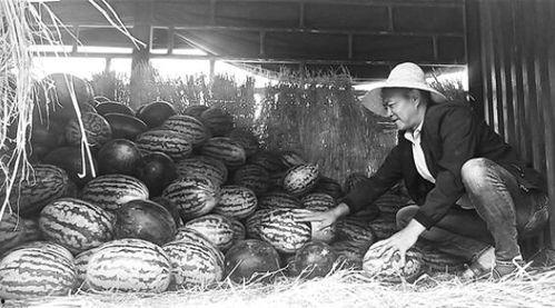 洋县吃瓜群众事件视频曝光,网络曝光引发社会关注