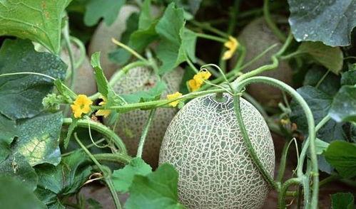 猪吃西瓜哈密瓜视频在线观看,萌态百出萌翻网友  第2张