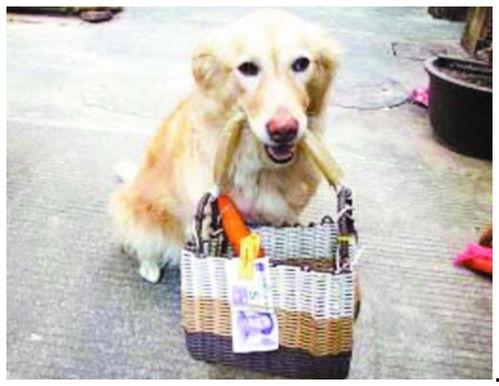 吃瓜女明星找狗视频  第3张