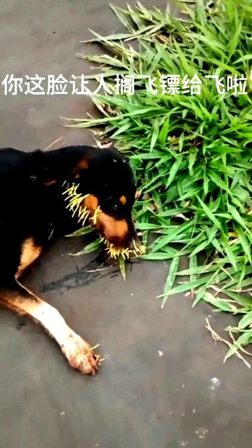 狗哥吃瓜树叶视频下载,萌态视频引网友热议  第2张