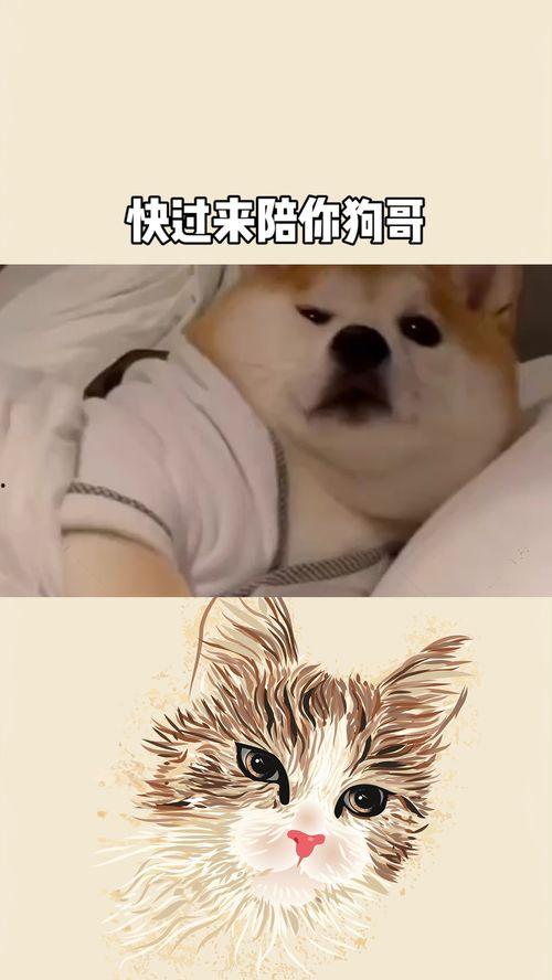 狗哥吃瓜树叶视频下载,萌态视频引网友热议  第3张