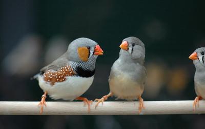 珍珠鸟可以吃蜜瓜吗视频,探索鸟类新食趣