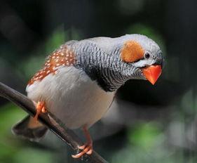 珍珠鸟可以吃蜜瓜吗视频,探索鸟类新食趣  第2张