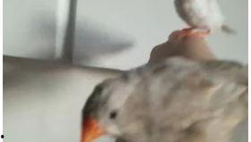 珍珠鸟可以吃蜜瓜吗视频,探索鸟类新食趣  第3张