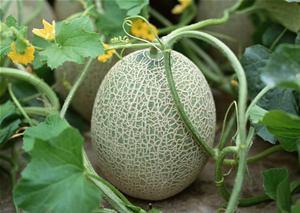 泰国人吃哈密瓜好吗视频,美味与文化的交融  第2张