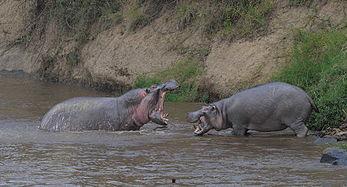 大象河马吃哈密瓜视频,大象河马共享哈密瓜美味时光  第3张