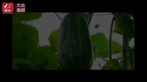 吃瓜群众种植大瓜视频  第3张