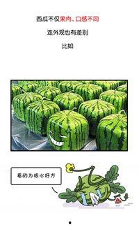 历史八卦吃瓜事件视频,那些令人捧腹的吃瓜视频事件回顾  第2张