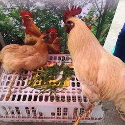 宜宾最新吃瓜事件视频播放,视频曝光引发网友热议  第3张