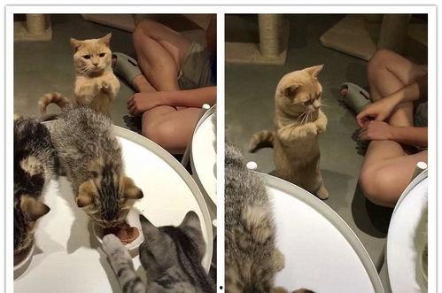 相扑猫吃瓜视频下载,萌宠界的欢乐盛宴