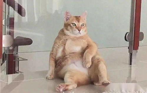 相扑猫吃瓜视频下载,萌宠界的欢乐盛宴  第2张