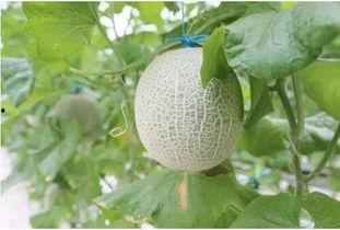 吃蜜瓜太甜了歌曲视频,蜜瓜诱惑——重温“吃蜜瓜太甜了”歌曲魅力  第2张