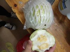 吃田瓜要削皮吗视频大全 第2张 吃田瓜要削皮吗视频大全 第2张