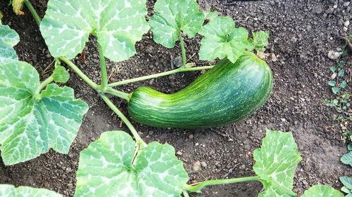 花盆怎么种吃的瓠瓜视频,花盆也能种出美味佳肴