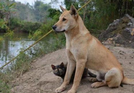 农村吃瓜的土狗子视频,欢乐乡村生活瞬间  第2张
