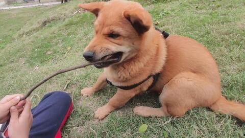 农村吃瓜的土狗子视频,欢乐乡村生活瞬间  第3张