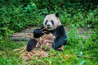 游客吵架熊猫吃瓜视频