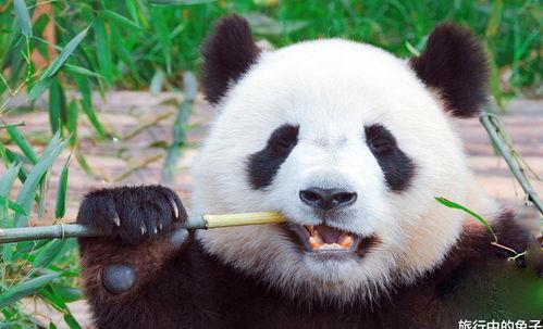 游客吵架熊猫吃瓜视频  第3张