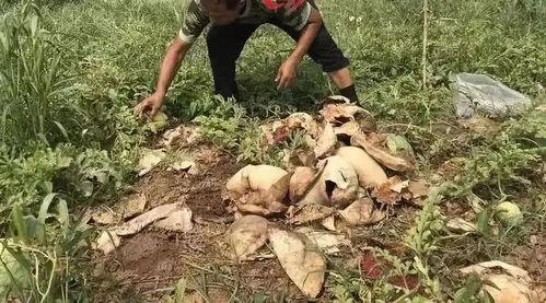 阳谷最近吃瓜事件视频,一场引发热议的网络狂欢  第3张