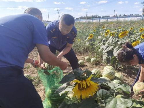 乌海吃瓜事件真相视频,揭秘真相背后的惊人内幕  第3张